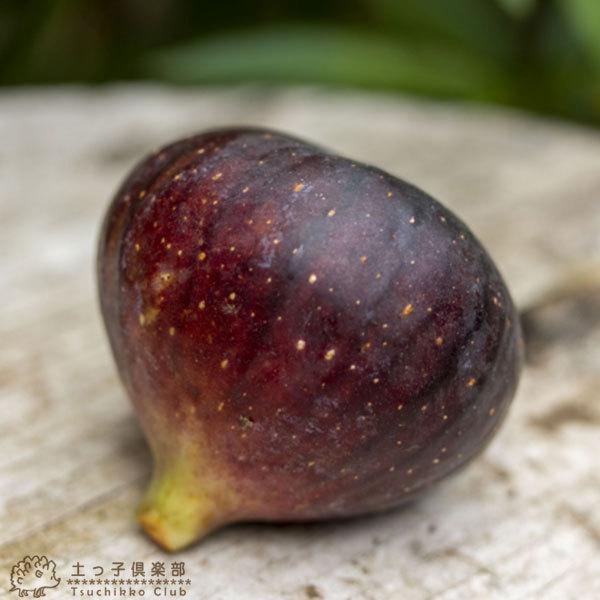 イチジク 『 ビオレソリエス 』 13.5cmポット苗 : 花と緑の専門店 土っ