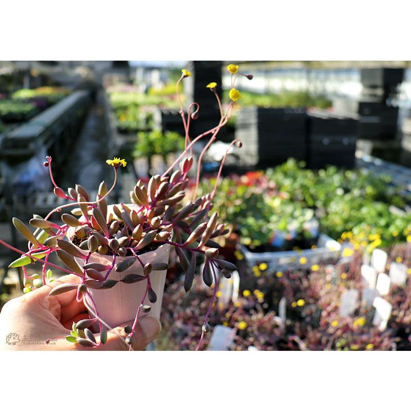 多肉植物 『 ルビーネックレス 』 7.5cmポット苗 （ 鉢と受け皿