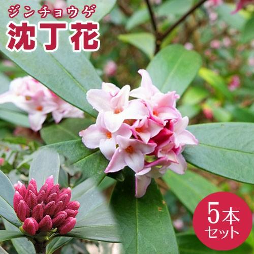 沈丁花 （ ジンチョウゲ ） 赤花 5個セット（ 送料無料 15cmポット苗
