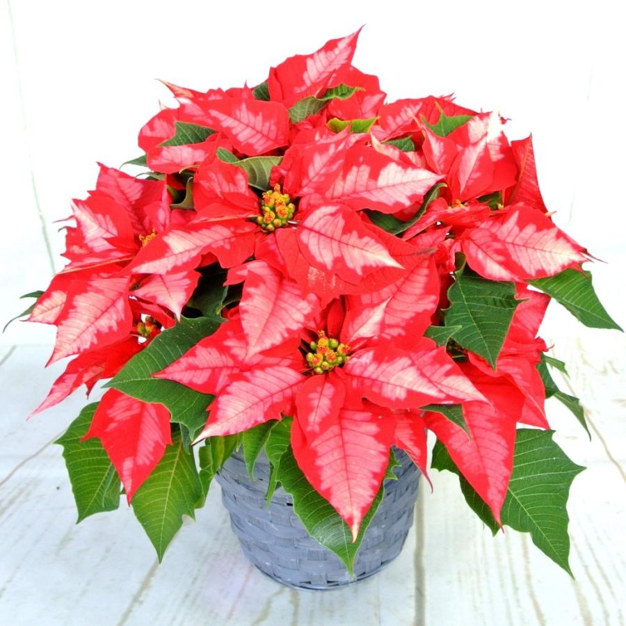 ポインセチア アイスパンチ 5号鉢 かご付き 送料無料 クリスマス