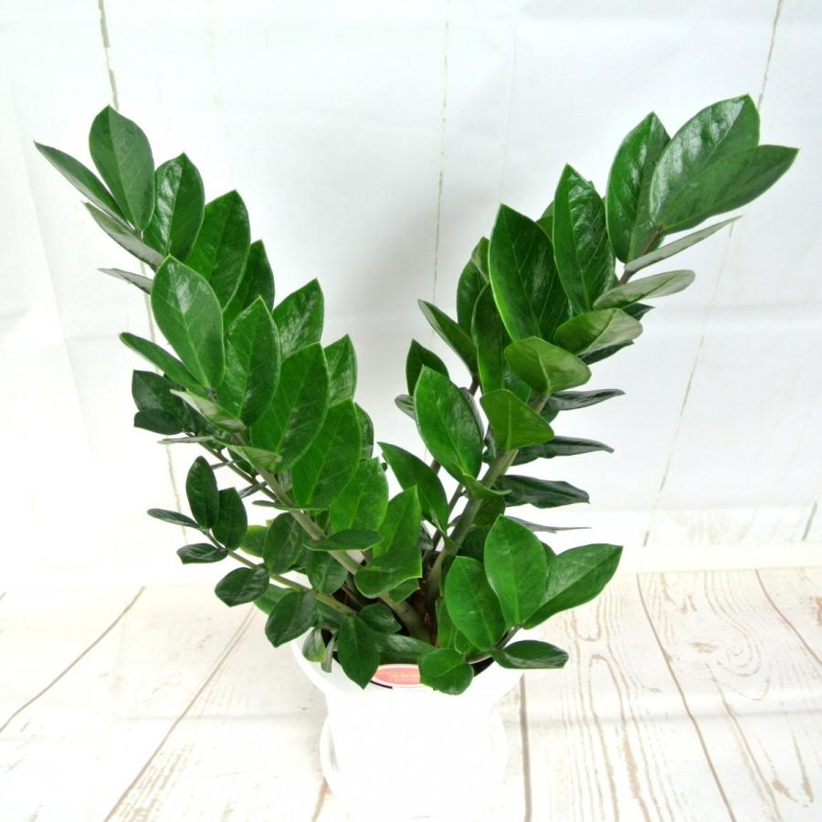 ザミオクルカス ザミフォーリア 金銭樹 観葉植物【7号鉢】お祝 ギフト