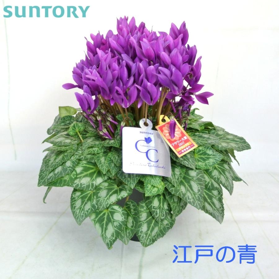 サントリー シクラメン 江戸ノ青 ブルーシクラメン 5号鉢 大栄花園
