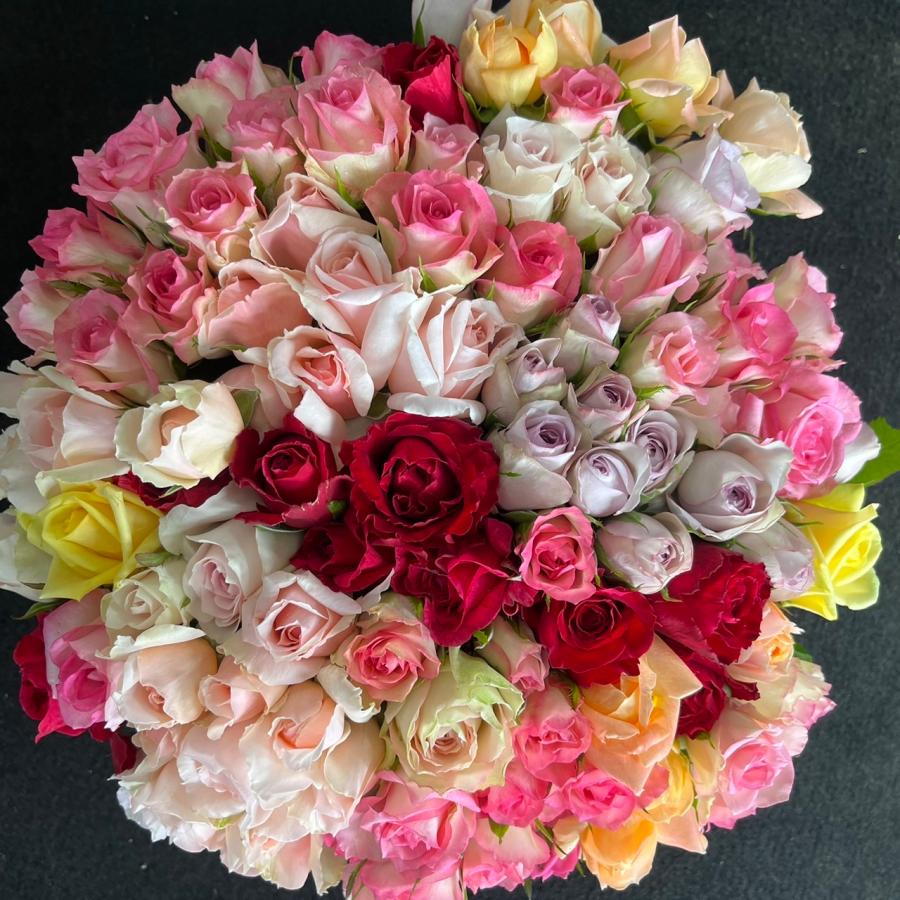 数量限定！！バラ・B品 （切り花・生花）30cm100本 規格外品・お得品