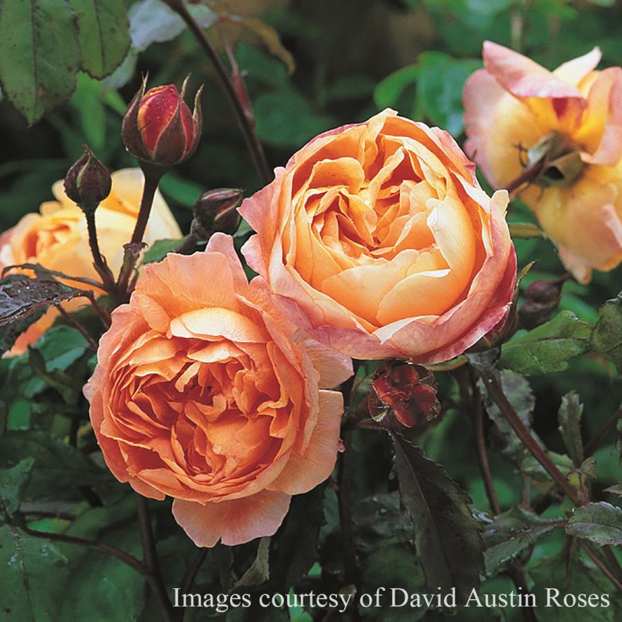 バラ苗 レディエマハミルトン (大苗) シュラブ 返り咲き 中輪 オレンジ