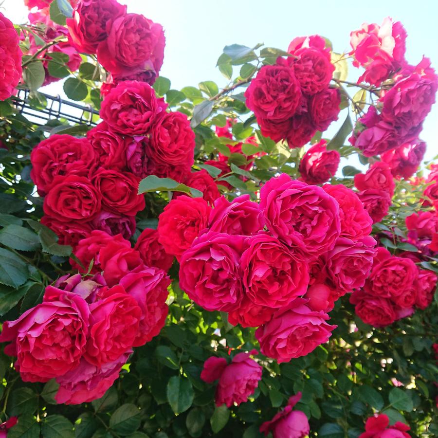 予約苗 バラ苗 フロレンティーナ (大苗裸苗) つるバラ 一季咲き 中輪