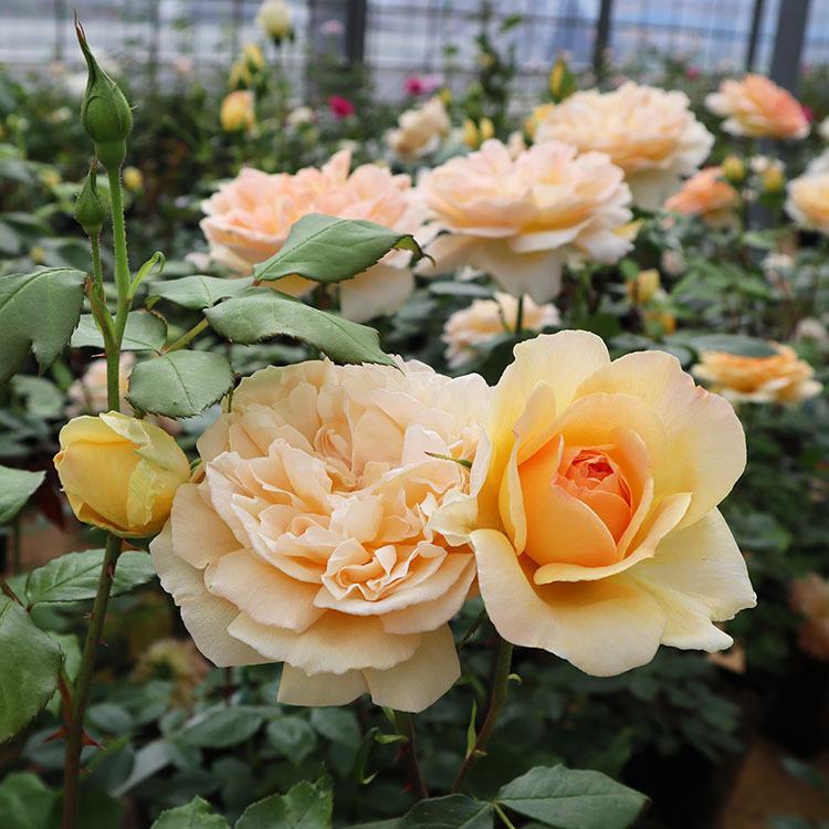 バラ苗 フロンティア (大苗) ハイブリッドティー 四季咲き 大輪