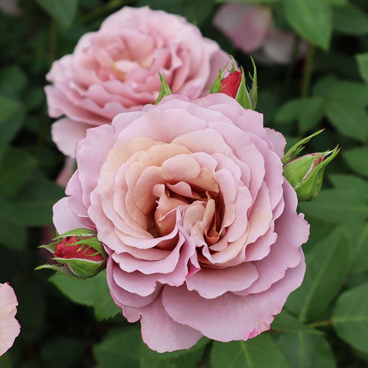 バラ苗 ブラウンシュガー (大苗) ハイブリッドティー 四季咲き 大輪