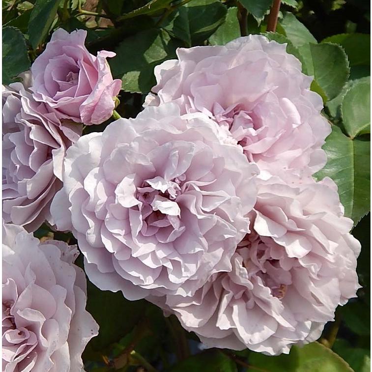 バラ苗 令の風 (れいのかぜ) (大苗) ハイブリッドティー 四季咲き 大輪