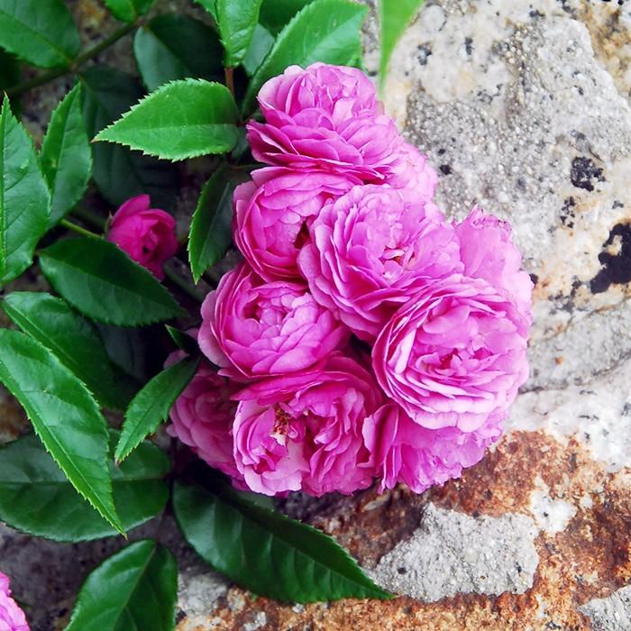 バラ苗 エクセレントフォンシューベルト (アウトレット苗) つるバラ