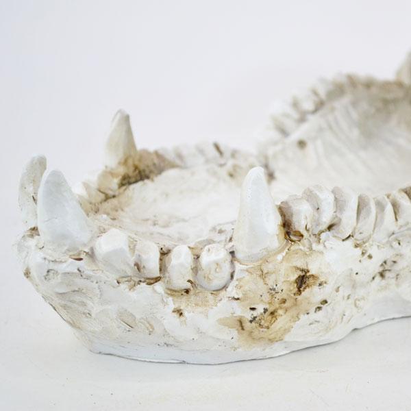 クロコダイルスカル オブシェ ワニ 鰐 骨 骸骨 植物 置物 : ラタン