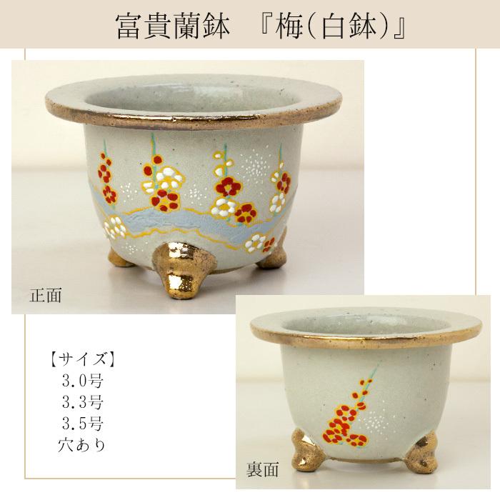 ◇京楽焼窯元「愛楽園」直送◇『富貴蘭鉢 梅(黒鉢)・梅(白鉢)・波