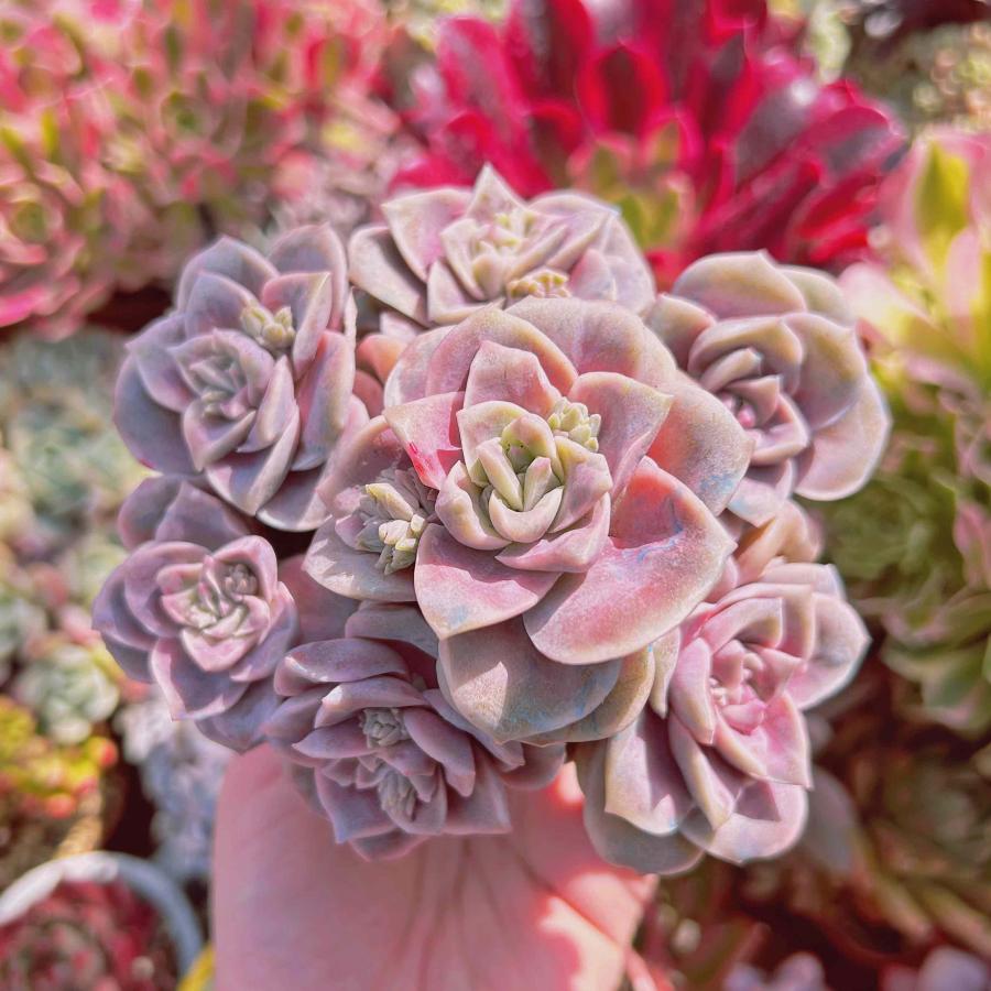 多肉植物 ピンクラブリーローズ 7頭 るる農園 : るる農園 - 通販