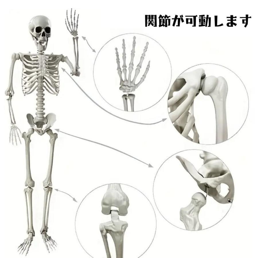 置物 オブジェ 骸骨 ガイコツ ドクロ スケルトン 全身 標本 等身大