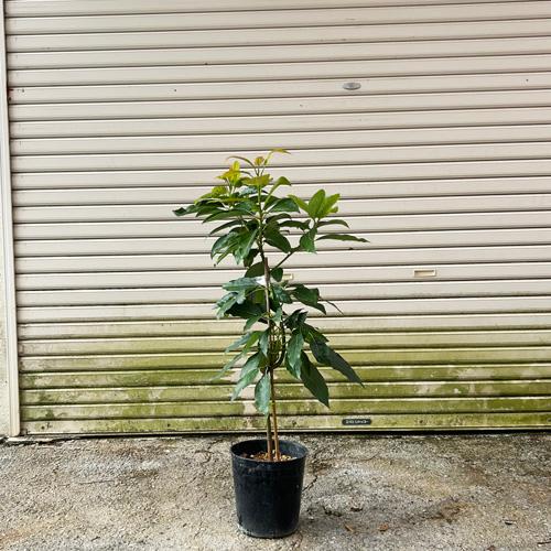 アボカド苗(ベーコン種) 接木苗 : りゅうか商事 - 通販 - Yahoo