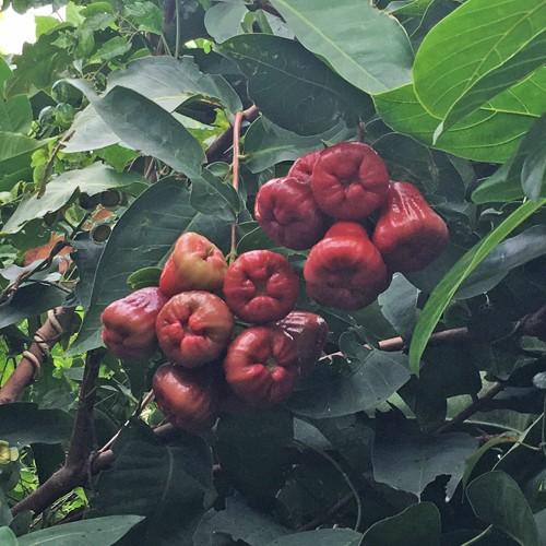 黒真珠レンブ苗 取木苗 : りゅうか商事 - 通販 - Yahoo!ショッピング