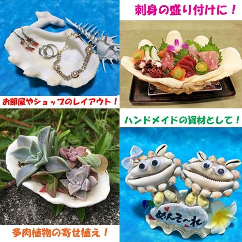 ヒメシャコガイ（ヒメジャコガイ）の貝殻 1対 : りゅうか商事 - 通販