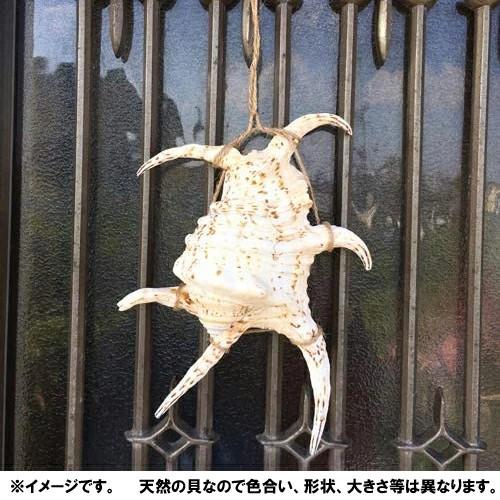 魔除け スイジガイ(水字貝) 紐付き Mサイズ 17cm〜20cm |火除け 火災
