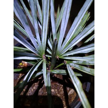 チャメロップス 7号◇チャメロプス フミリス セリフェラ◇Chamaerops