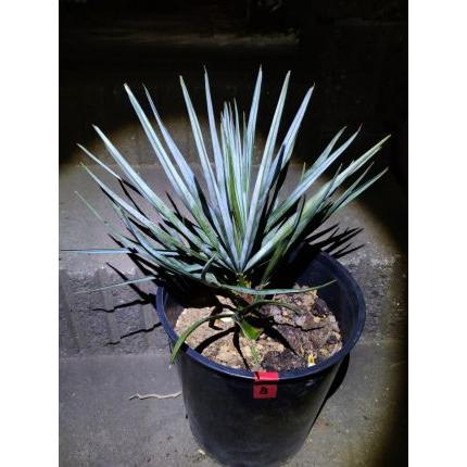 チャメロップス 7号◇チャメロプス フミリス セリフェラ◇Chamaerops