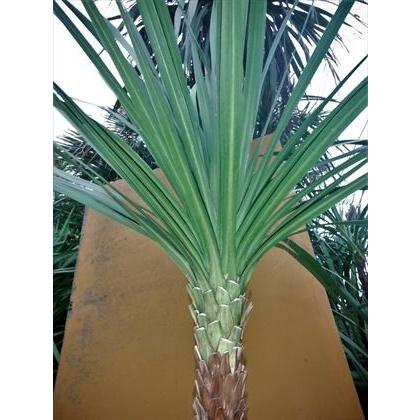 ♪ニオイシュロラン≪ドラセナ・150≫リゾート庭木♪お任せ株！ : 緑