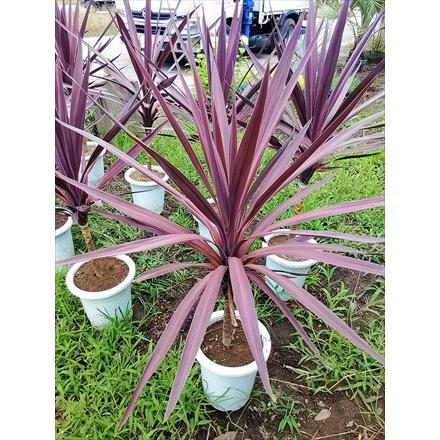 ◎コルジリネ≪レッドセンセーション100CM≫コルディリネ◎赤ドラセナ