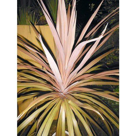 ◎コルジリネ≪レッドスター50CM≫コルディリネ◎赤ドラセナ（M） : 緑