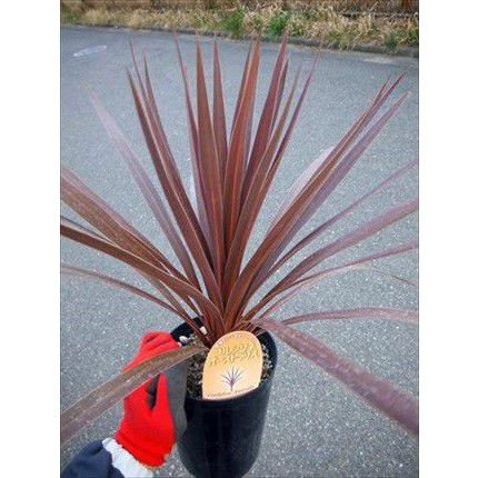 ◎コルジリネ≪レッドスター50CM≫コルディリネ◎赤ドラセナ（M） : 緑