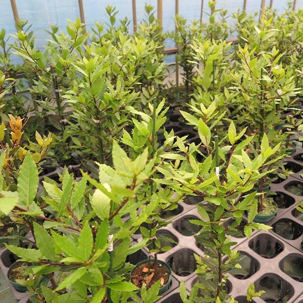 高品質 香り月桂樹 ローリエ ローレル ポットタイプ 18cmポット 1