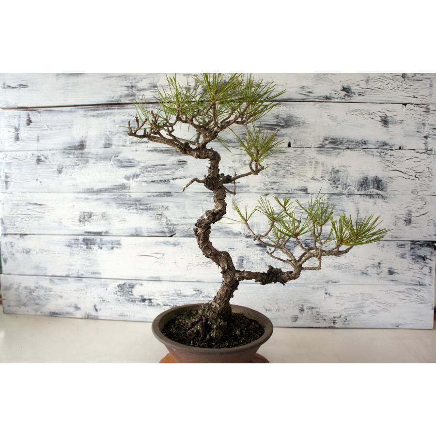 盆栽 『黒松』 和風 インテリア 園芸 ガーデニング 雑貨 オブジェ 和の