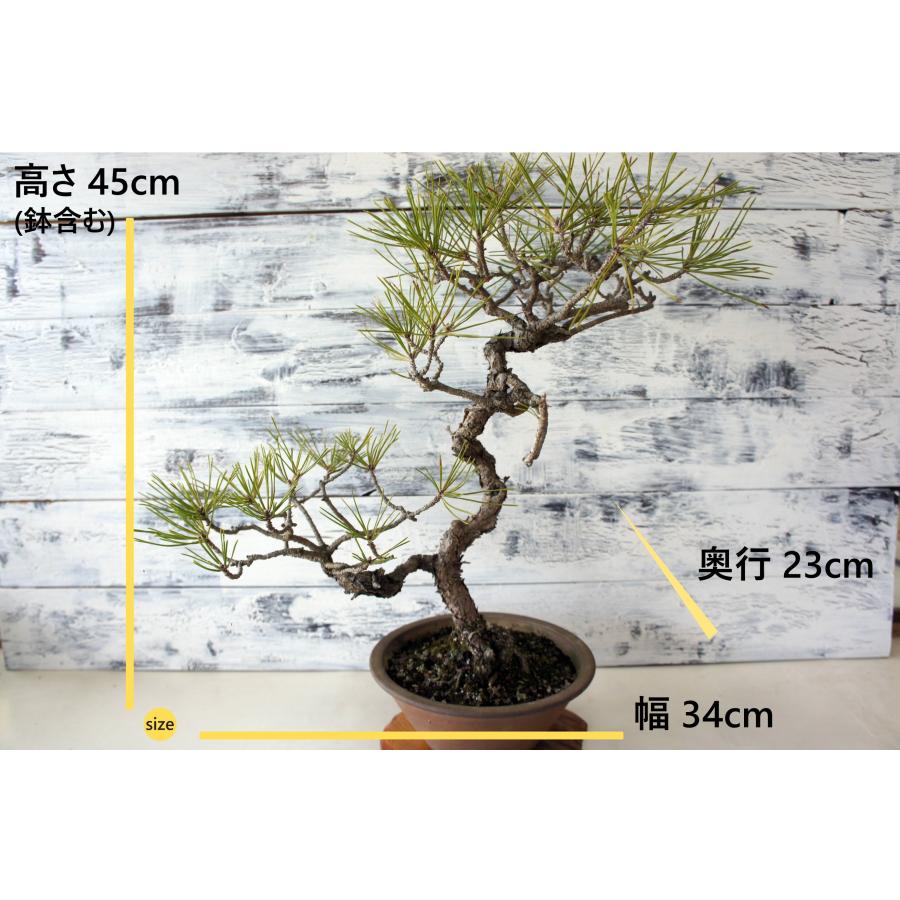 盆栽 『黒松』 和風 インテリア 園芸 ガーデニング 雑貨 オブジェ 和の