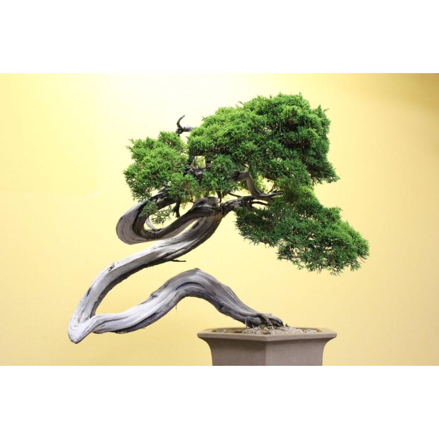 糸魚川真柏 : 盆栽ショップ わびさび Yahoo!店 - 通販 - Yahoo