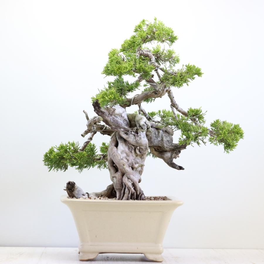 大品盆栽：極上糸魚川真柏 現品 しんぱく シンパク Shinpaku 送料無料