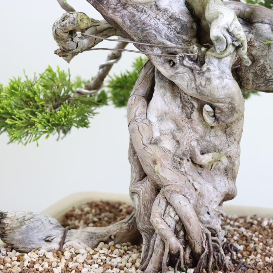 大品盆栽：極上糸魚川真柏 現品 しんぱく シンパク Shinpaku 送料無料