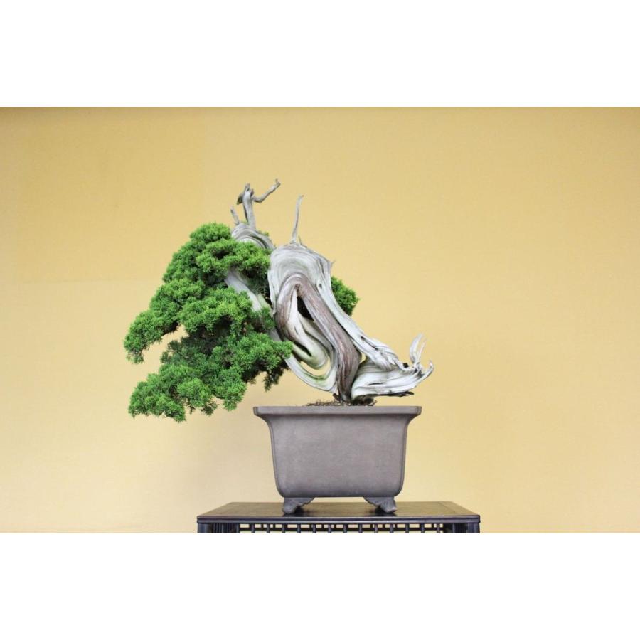 糸魚川真柏 : 盆栽ショップ わびさび Yahoo!店 - 通販 - Yahoo