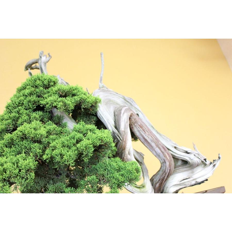 糸魚川真柏 : 盆栽ショップ わびさび Yahoo!店 - 通販 - Yahoo