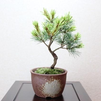 吹雪五葉松 小品盆栽 bonsai 送料無料 : 盆栽ショップ わびさび Yahoo