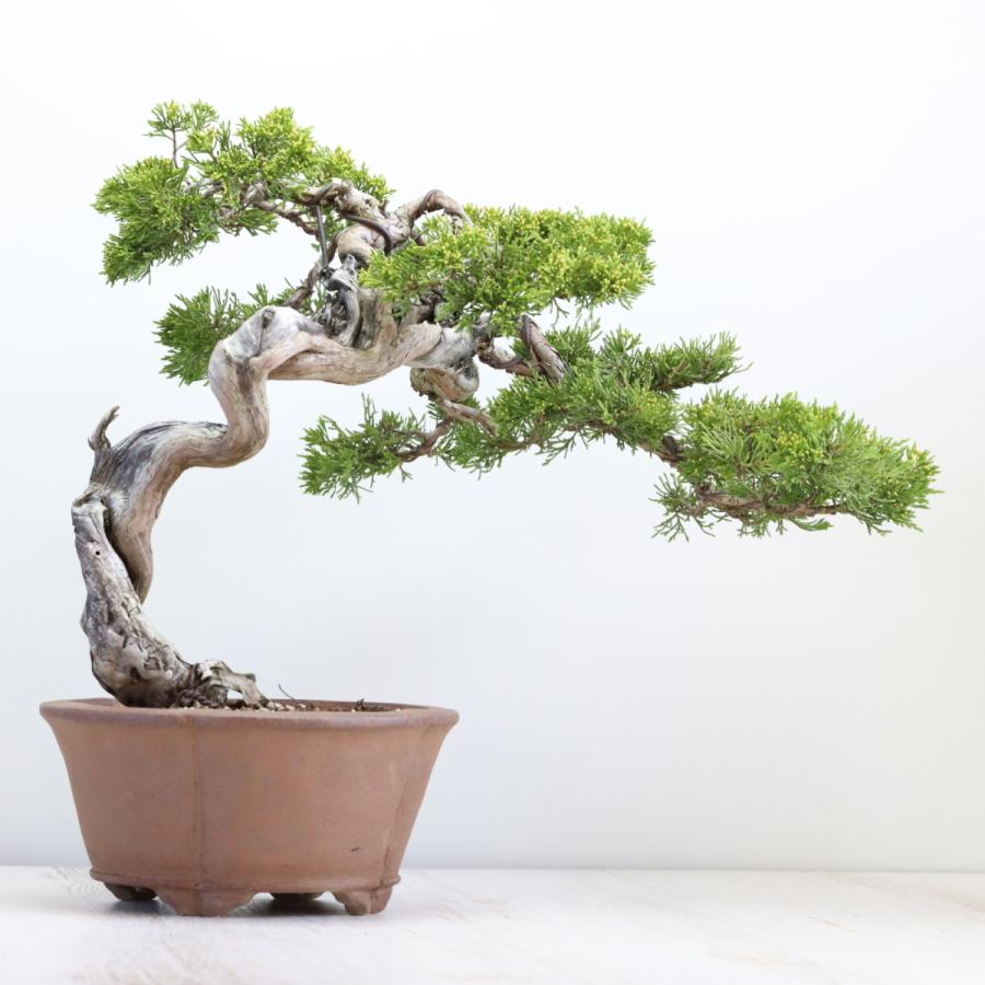 大品盆栽：極上糸魚川真柏 現品 しんぱく シンパク Shinpaku 送料無料