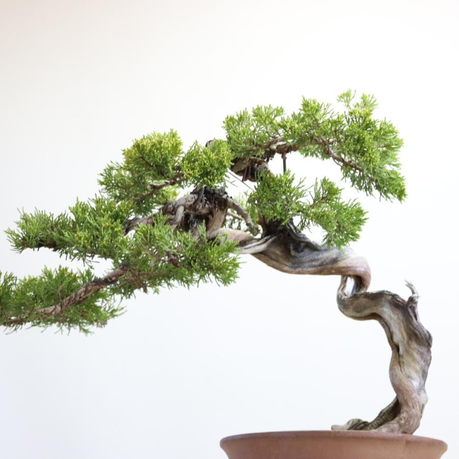 大品盆栽：極上糸魚川真柏 現品 しんぱく シンパク Shinpaku 送料無料