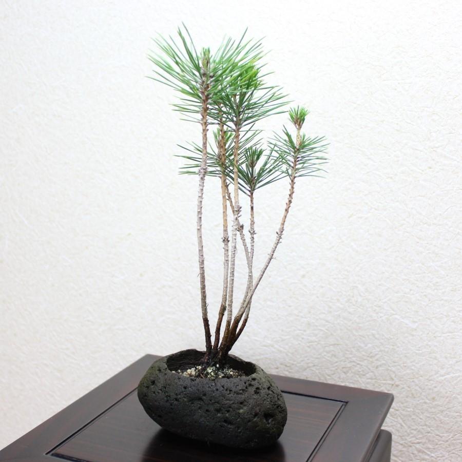 黒松 寄せ植え盆栽 桜島軽石仕立て 石付きの盆栽 ギフト 盆栽 開店