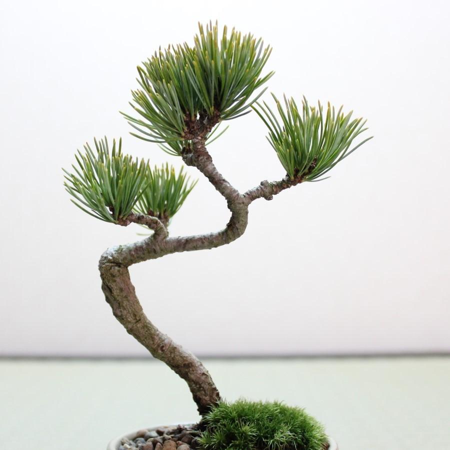 五葉松 小品盆栽 ギフト gift 誕生日 プレゼント bonsai 送料無料