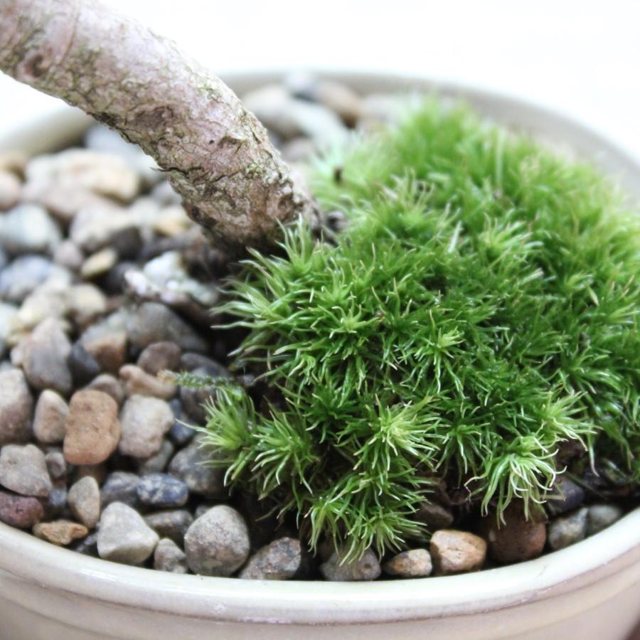 五葉松 小品盆栽 ギフト gift 誕生日 プレゼント bonsai 送料無料