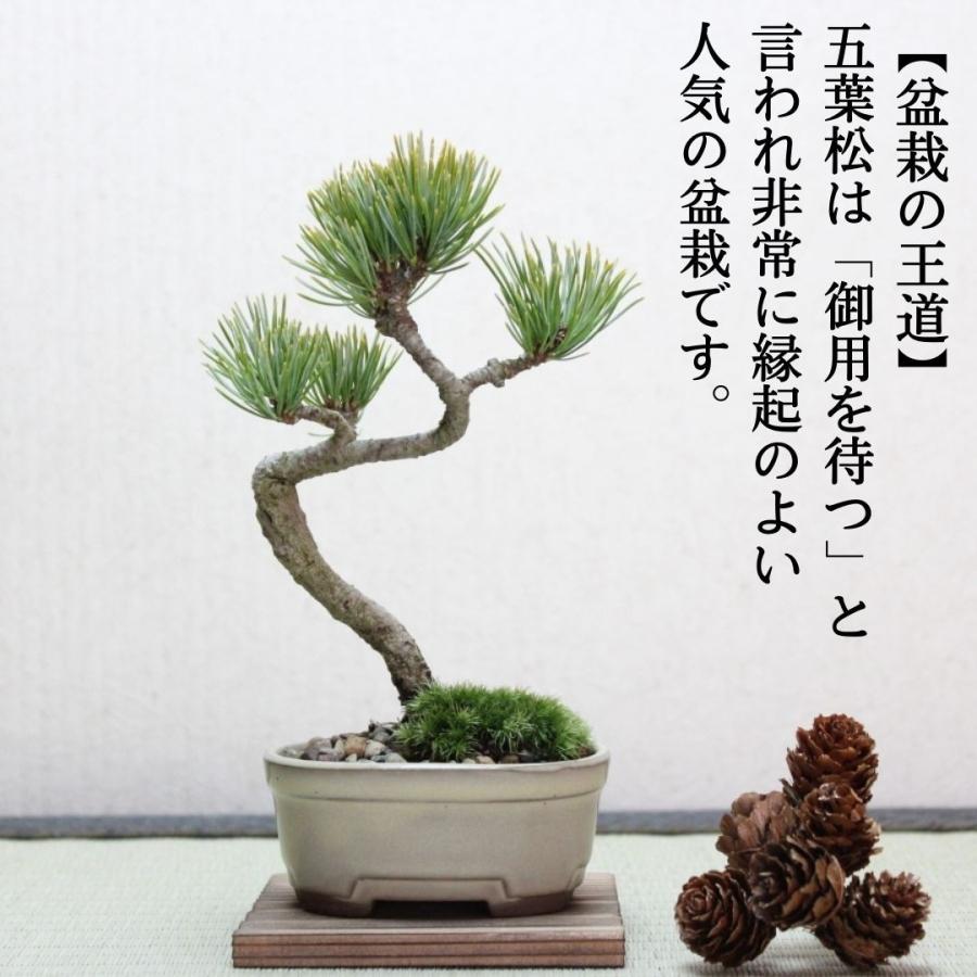 五葉松 小品盆栽 ギフト gift 誕生日 プレゼント bonsai 送料無料