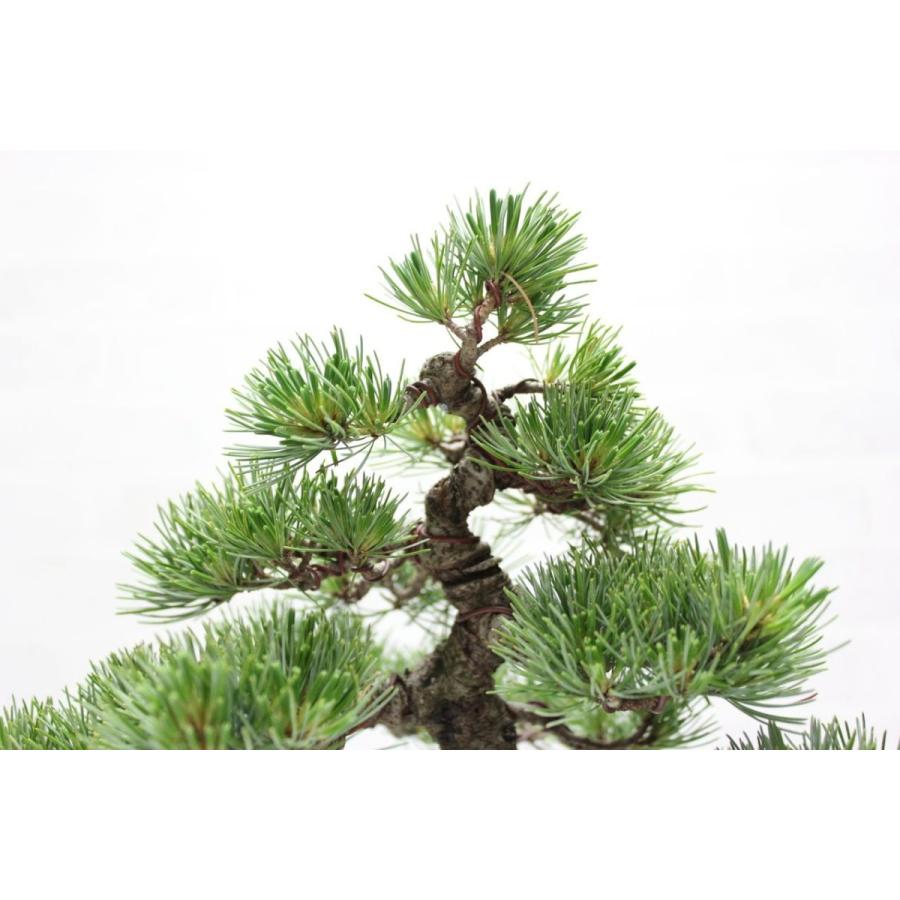 八房銀性五葉松 ごようまつ 盆栽 : 盆栽ショップ わびさび Yahoo!店