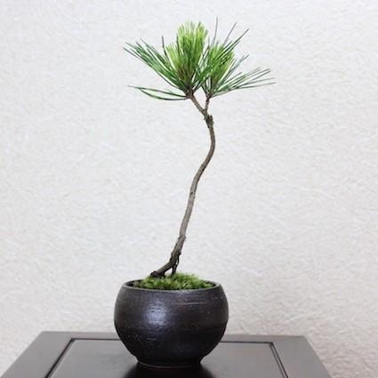 蛇の目松 ジャノメ松 小品盆栽 bonsai 送料無料 : 盆栽ショップ
