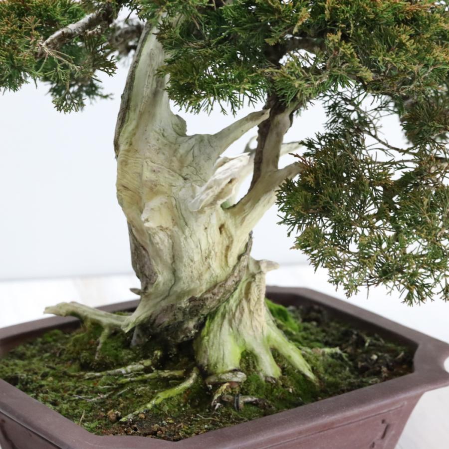 大品盆栽：極上糸魚川真柏 現品 しんぱく シンパク Shinpaku 送料無料