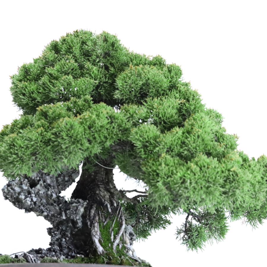 大品盆栽：極上糸魚川真柏石付き 現品 しんぱく シンパク Shinpaku