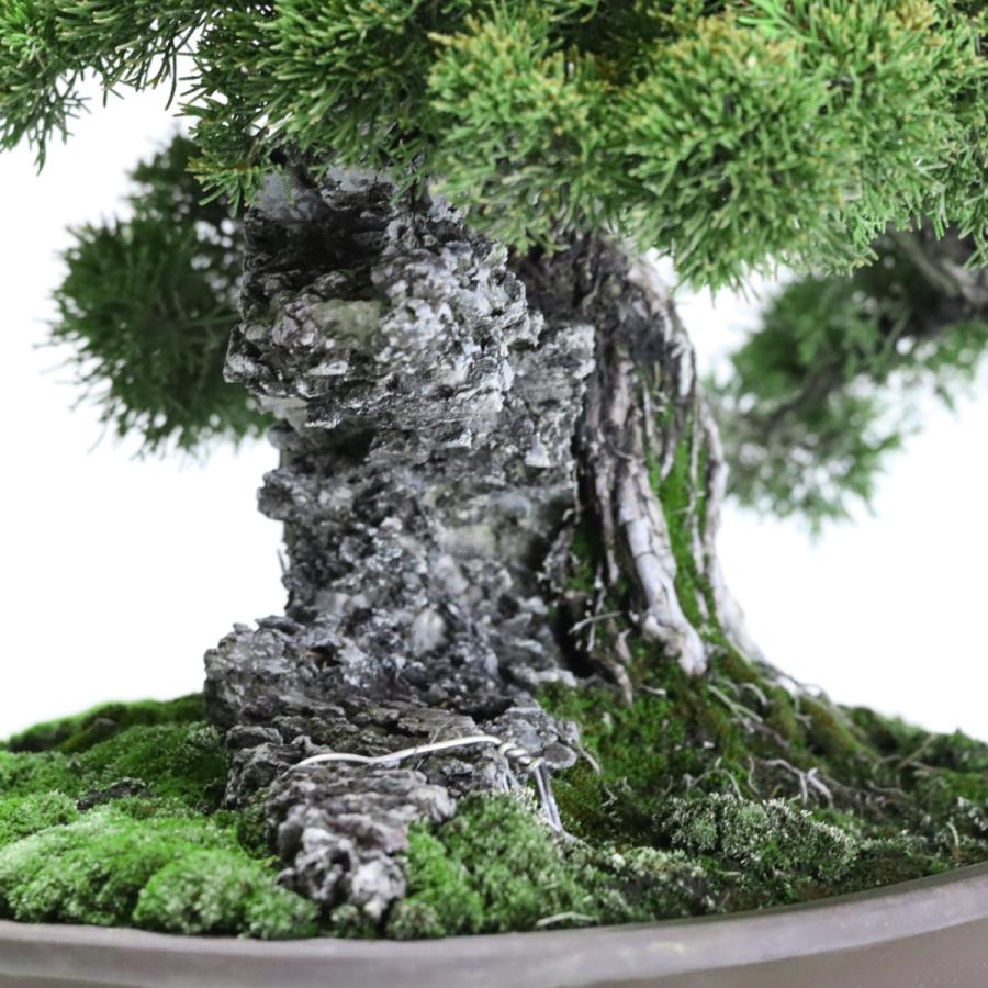 大品盆栽：極上糸魚川真柏石付き 現品 しんぱく シンパク Shinpaku