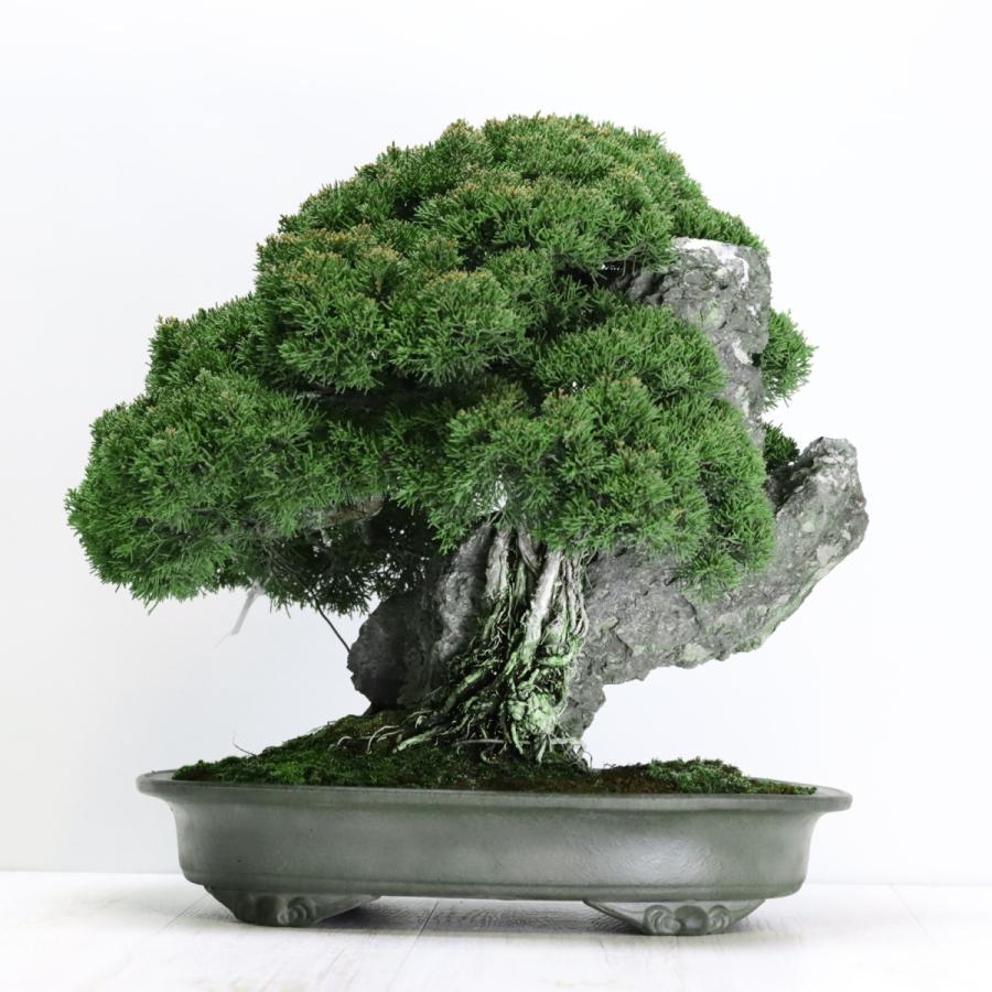 大品盆栽：極上糸魚川真柏石付き 現品 しんぱく シンパク Shinpaku