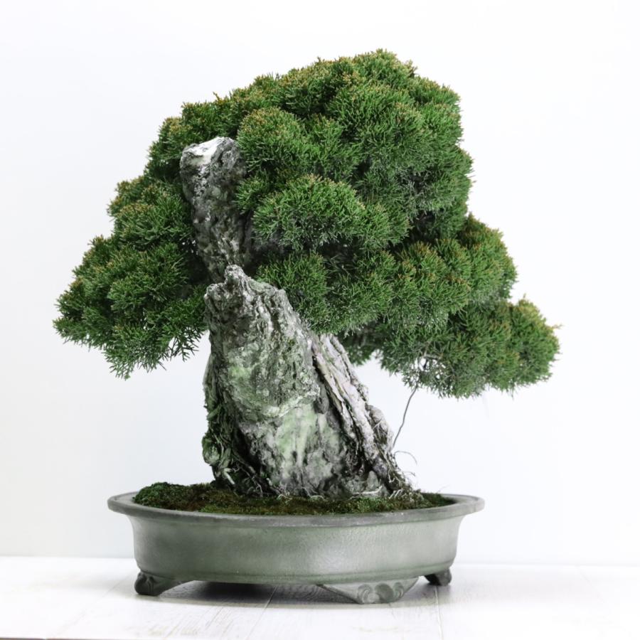 大品盆栽：極上糸魚川真柏石付き 現品 しんぱく シンパク Shinpaku