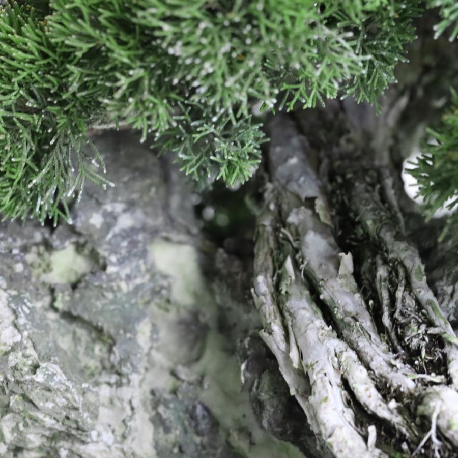 大品盆栽：極上糸魚川真柏石付き 現品 しんぱく シンパク Shinpaku